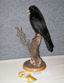 2008gracchio